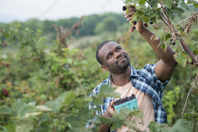 High-Paying Fruit Picking Job In Canada With Free VISA Sponsorship